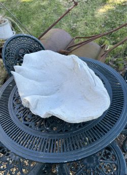 Large clam bird bath